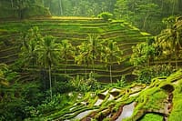 1166288b-2b65-4301-8915-9e2b1081e2a5_bali-rafting-and-tegalalang-race-terrace-tour