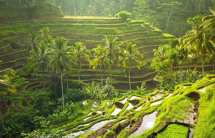 Tegallalang